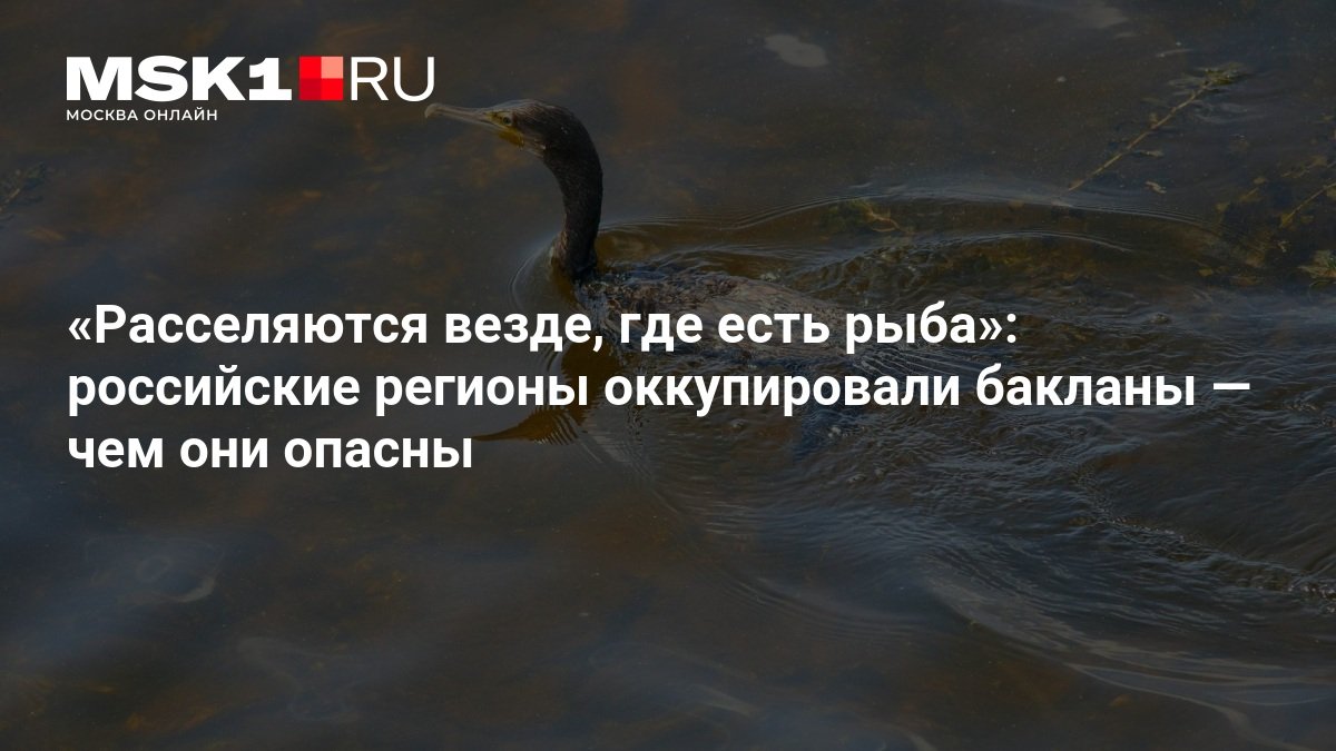 Бакланы захватывают российские регионы: птицы уничтожают рыбу и отравляют берега