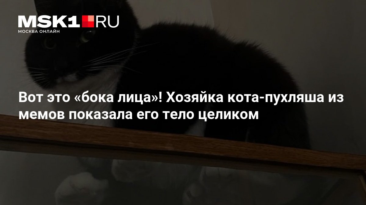 Хозяйка мемного кота-пухляша впервые показала его тело целиком