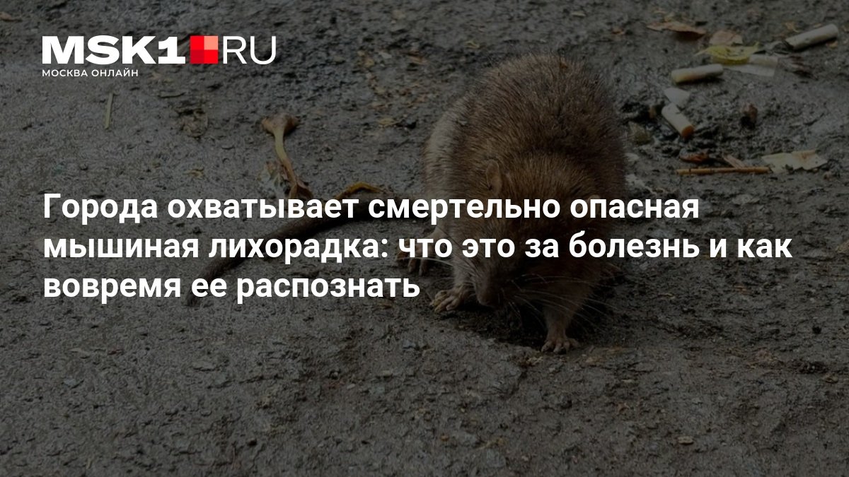 Вспышка мышиной лихорадки охватила несколько регионов России: более 1500 заболевших